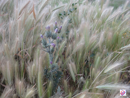 گل عینالی تبریز Flower Eynali Tabriz